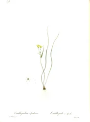 Illustratie van Gagea spathacea (Orig. Ornithogalum spathaceum)